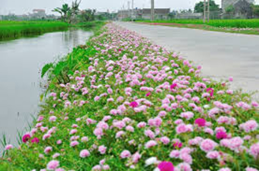 Thiên Trường Long run weekend - Lần thứ 6 - Khai xuân đánh tan thịt mỡ bánh chưng