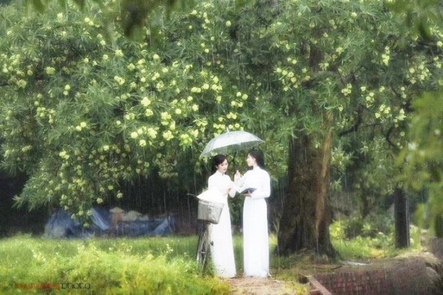 Chạy cùng mùa hoa sữa nồng nàn tháng 9