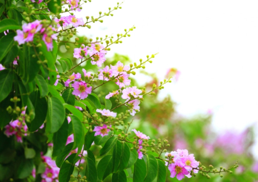Chạy cùng sắc tím bằng lăng tháng 5