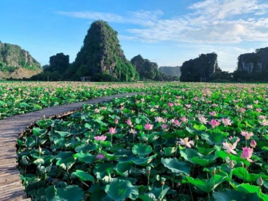 Thử thách mùa hè oi ả cùng hoa sen thơm ngát