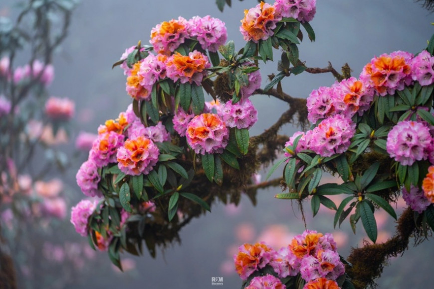 Chạy cùng mùa đỗ quyên tháng 4