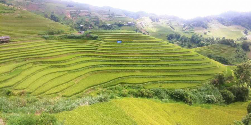 Chạy cùng mùa vàng Tây Bắc tháng 9
