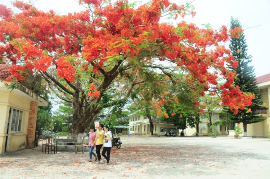 Mùa phượng đỏ rực trời tháng 5