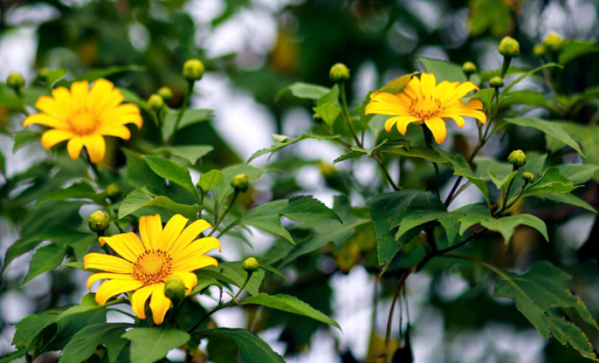 HHR - Tháng 12-2025