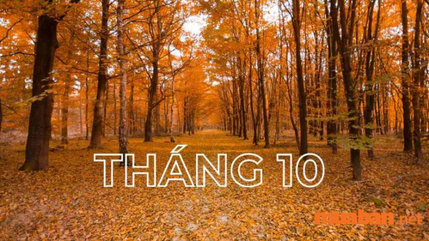 DCR - Thử thách tháng 10