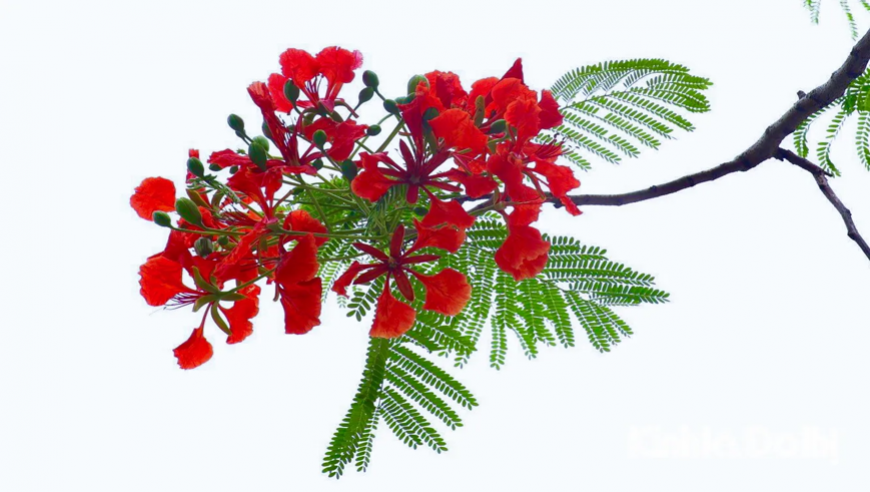 BNR Yên Phong - Mùa Phượng thắm