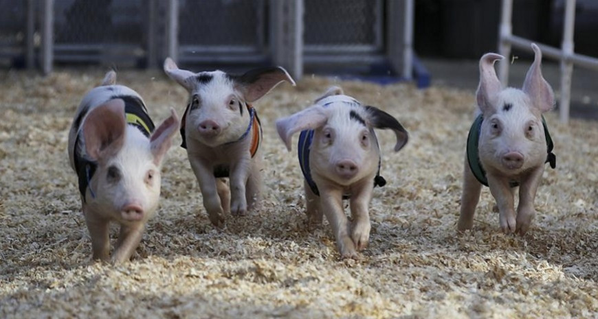 UPGREENFEED - HOG RUNNING 2021