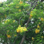 Nguyễn Khải Phong