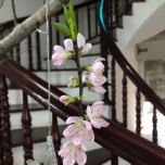 Đặng Việt Hải