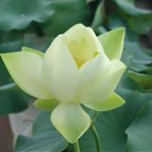 Tiêu Liên