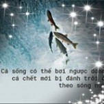 Nguyễn Viết Long