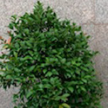 Nguyễn Anh Hải