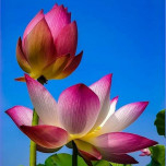 Phan Hồ Mỹ S3A