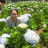 Huynh Thi Van Anh Huynh Thi Van Anh