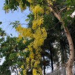 Hữu Lê Huy