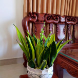 Phạm Thị Phượng