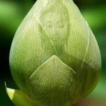 Đàm Việt Dũng