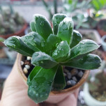 Ngô Tuyết Trân