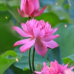 Quách Tươi