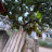 Vũ Thân Vũ Thân