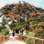 Thảo Vũ