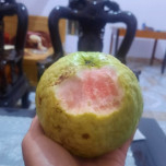 Củ Khoai