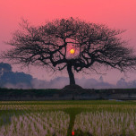 Trần Đức Cường