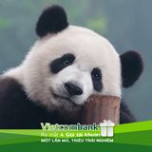 Hồng Bàng