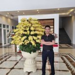 Tình Trố