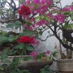 Nguyễn văn nga