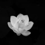 Ngô Thư