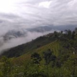 Hòa Nguyễn