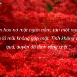 Nam Kha Trần