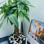 Lê Thị Trúc Quỳnh
