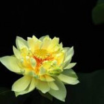 Lê Trung Lân