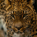 Nguyễn Mai Hương