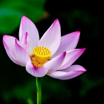 Linh Phạm
