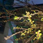 Trương Minh Nhật