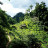 Hường Lê