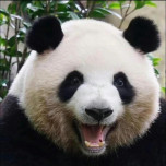雕过大侠