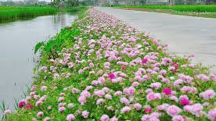 Thiên Trường Long run weekend - Lần thứ 6 - Khai xuân đánh tan thịt mỡ bánh chưng