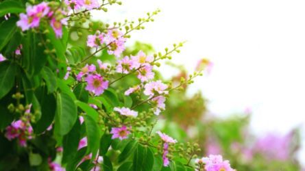 Chạy cùng sắc tím bằng lăng tháng 5