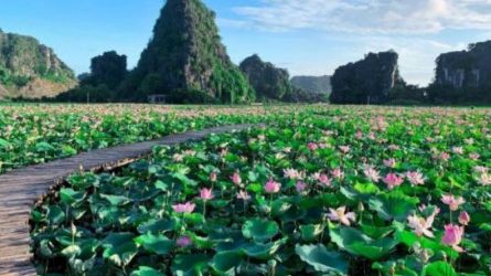 Thử thách mùa hè oi ả cùng hoa sen thơm ngát