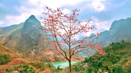Chạy cùng mùa mộc miên rực trời tháng 3