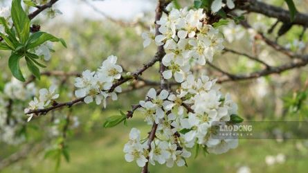 Chạy cùng mùa hoa mận Tây Bắc