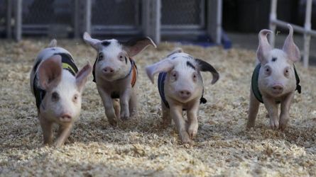 UPGREENFEED - HOG RUNNING 2021
