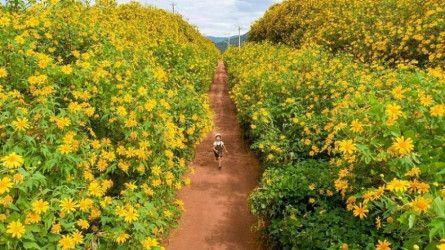 Chạy cùng mùa dã quỳ tháng 10